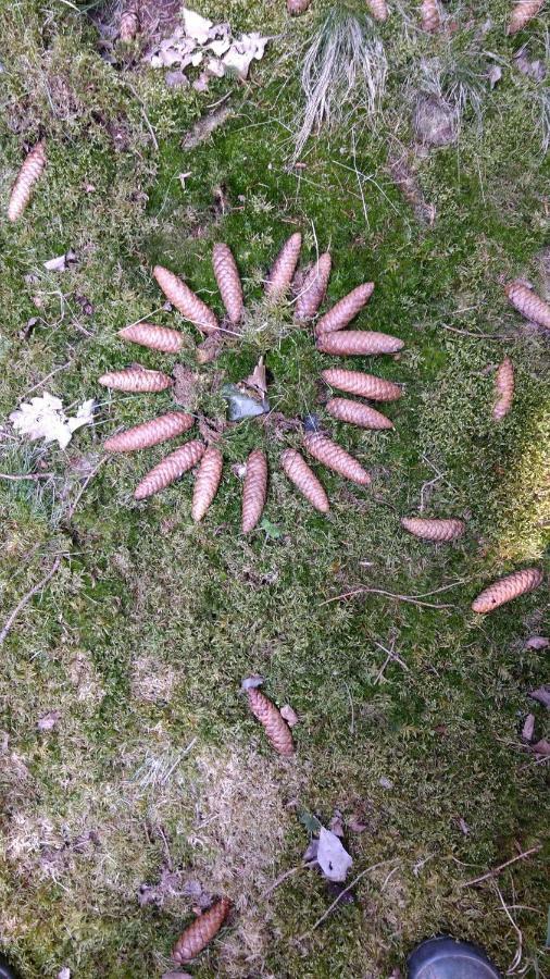 Ziegeleihof Inmitten Von Wiesen Und Waeldern Degenershausen Ngoại thất bức ảnh